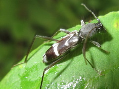 Rhaphuma gracilipes