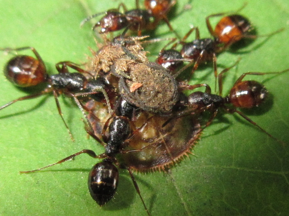 Camponotus nipponensis