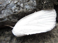 Chasminodes