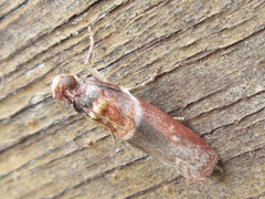 Calguia defiguralis
