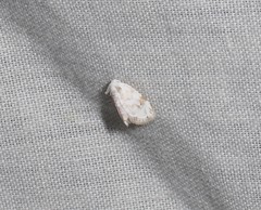 Niphopyralis chionesis