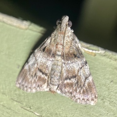 Enchesphora streptomela