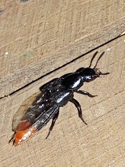 Xanthopygina