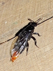 Xanthopygina
