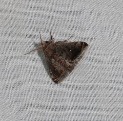 Pygmaeomorpha modesta