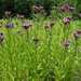 Vernonia fasciculata fasciculata - Photo (c) tsc_wis, algunos derechos reservados (CC BY-NC)