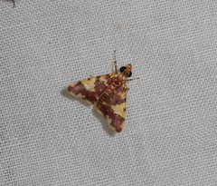 Taurometopa phoenicozona
