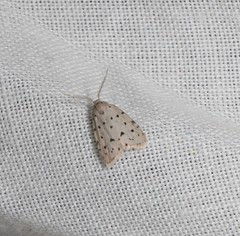 Thallarcha polystigma