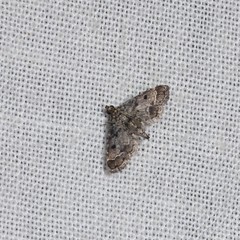 Sufetula hemiophthalma