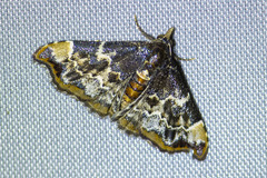 Corgatha sideropasta