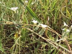 Convolvulus hermanniae