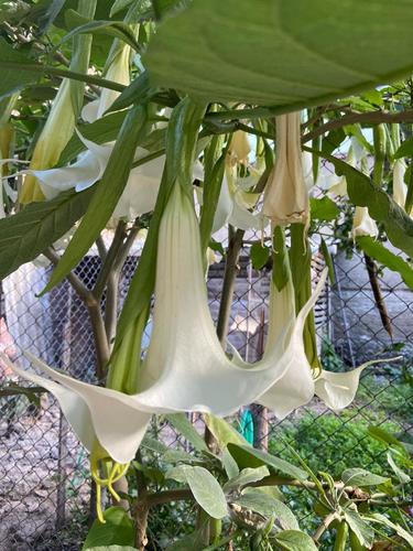 Brugmansia image