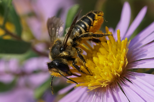 Patchwork Leafcutter Bee photo 5