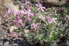 Phlox stansburyi