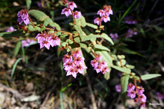 Thomasia paniculata