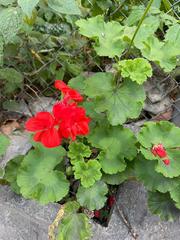 Pelargonium × hybridum