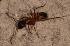 Camponotus semitestaceus