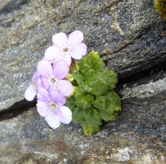 Primula caveana