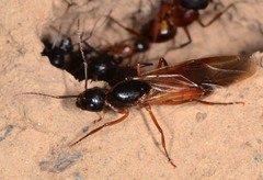 Camponotus semitestaceus