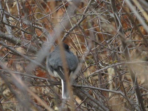 White-winged Junco photographed in South Dakota