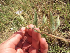 Convolvulus hermanniae