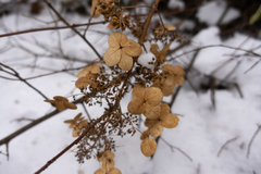 Hydrangea quercifolia