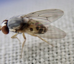 Leucophenga maculata