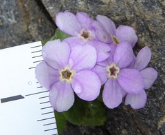 Primula caveana
