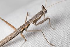 Yersiniops solitarius