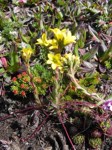 Saxifraga stenophylla
