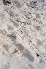 Iguanidae