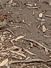 Zonotrichia albicollis