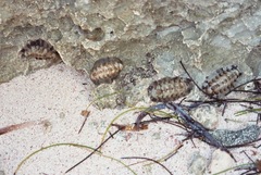 Acanthopleura granulata