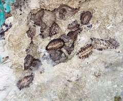 Acanthopleura granulata