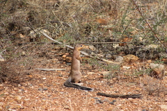 Xerus rutilus