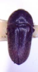 Aulonothroscus