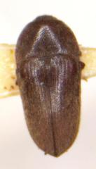 Aulonothroscus