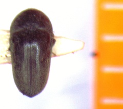 Aulonothroscus