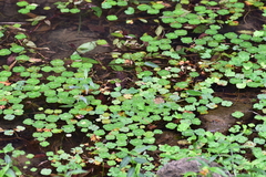 Marsilea minuta