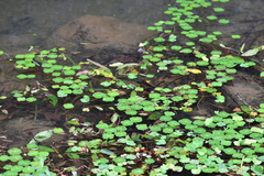 Marsilea minuta