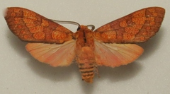 Elysius conspersus