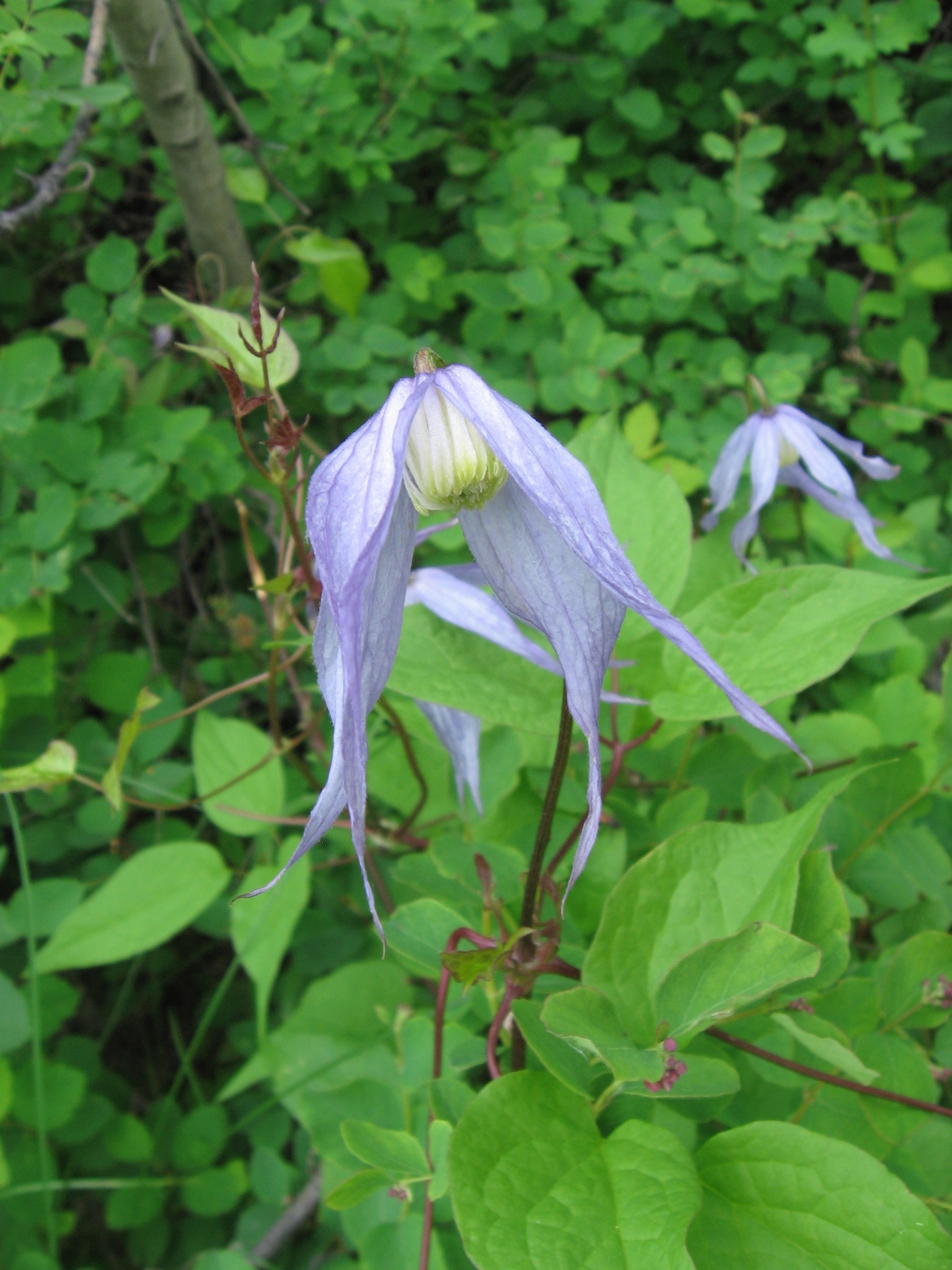 Clematis occidentalis var. grosseserrata