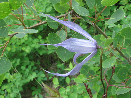 Purple Clematis