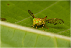 Anastrepha fraterculus