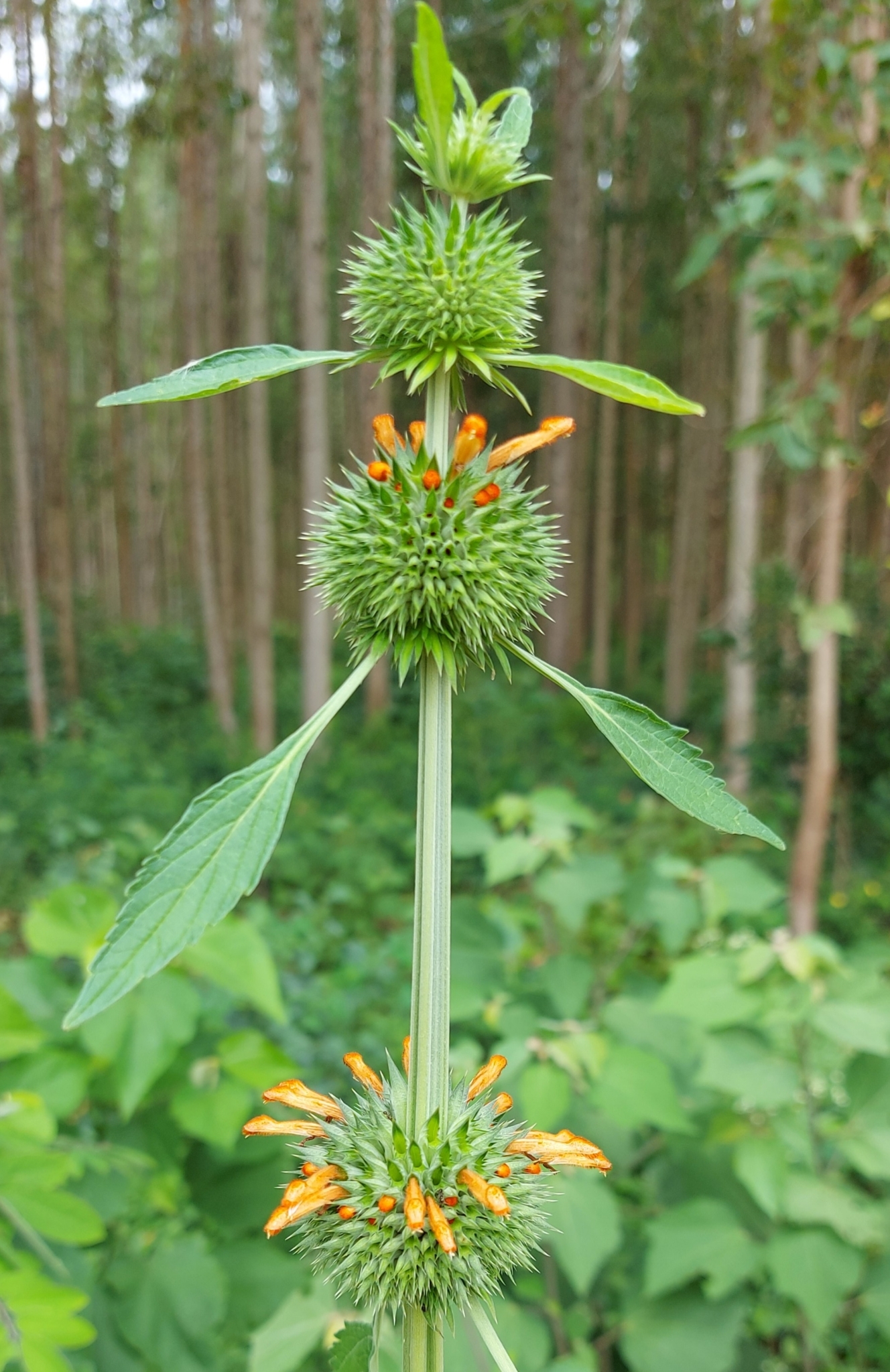 Leonotis nepetifolia