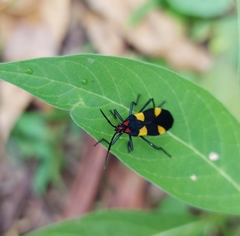 Oncopeltus varicolor