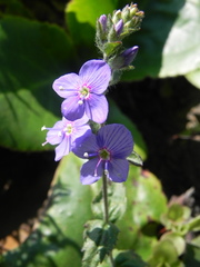 Veronica lanosa