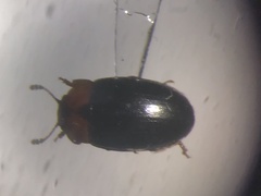 Triplax dissimulator