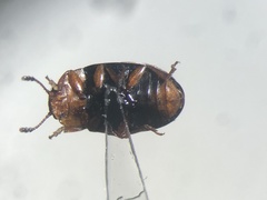 Triplax dissimulator