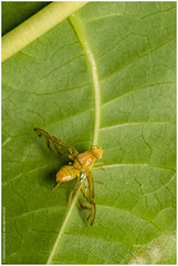 Anastrepha fraterculus